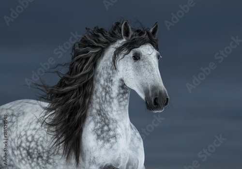 Gray long-maned Andalusian Horse in motion on dark cloud sky.