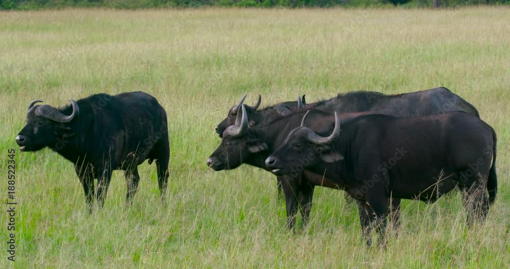 Four Cape Buffalo'S Chewing Cud; Maasai Mara Day 5; Maasai Mara, Kenya, Africa Four Cape Buffalo'S Chewing Cud; Maasai Mara Day 5; Maasai Mara, Kenya, Africa