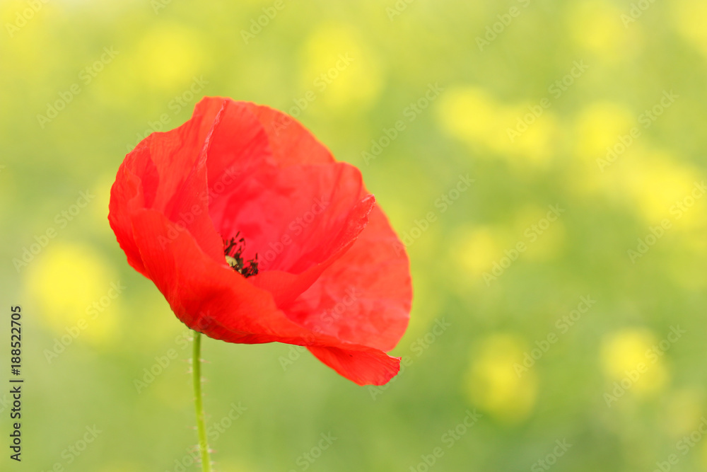 Fototapeta premium Poppy flower spring season nature
