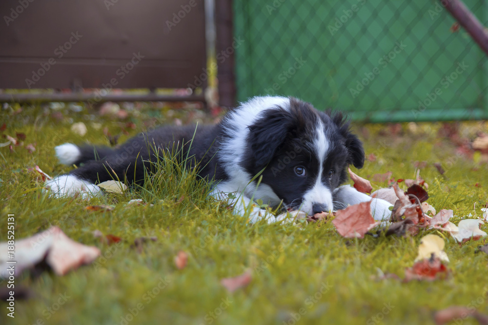 puppy border collie in autumn lying