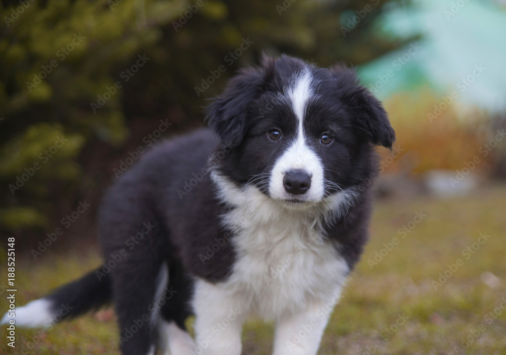 puppy border collie in autumn