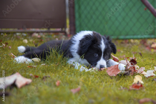 puppy border collie in autumn lying © Zuzi