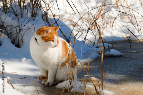 Tableau sur toile rotweisse Katzeim Schnee am gefrorenem Teich