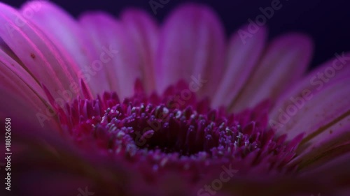 ZEitraffermit UV Licht beleuchtete Blume die sich öffnet photo