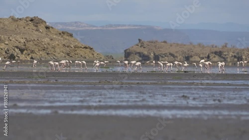 Pan of breeding flamingos at Lake Natron