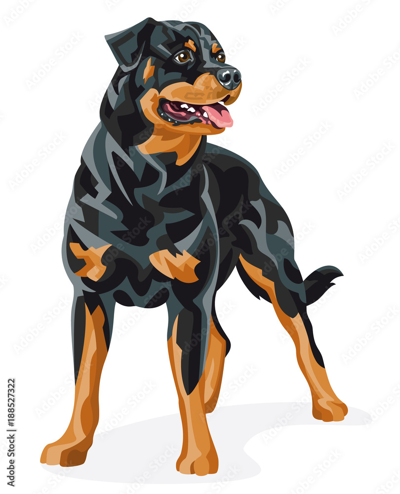 Rottweiler - Color vector illustration of a purebred dog standing Stock ...