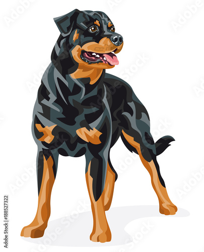 Rottweiler - Color vector illustration of a purebred dog standing