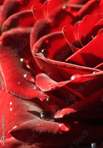  burgundy rose with drops of dew