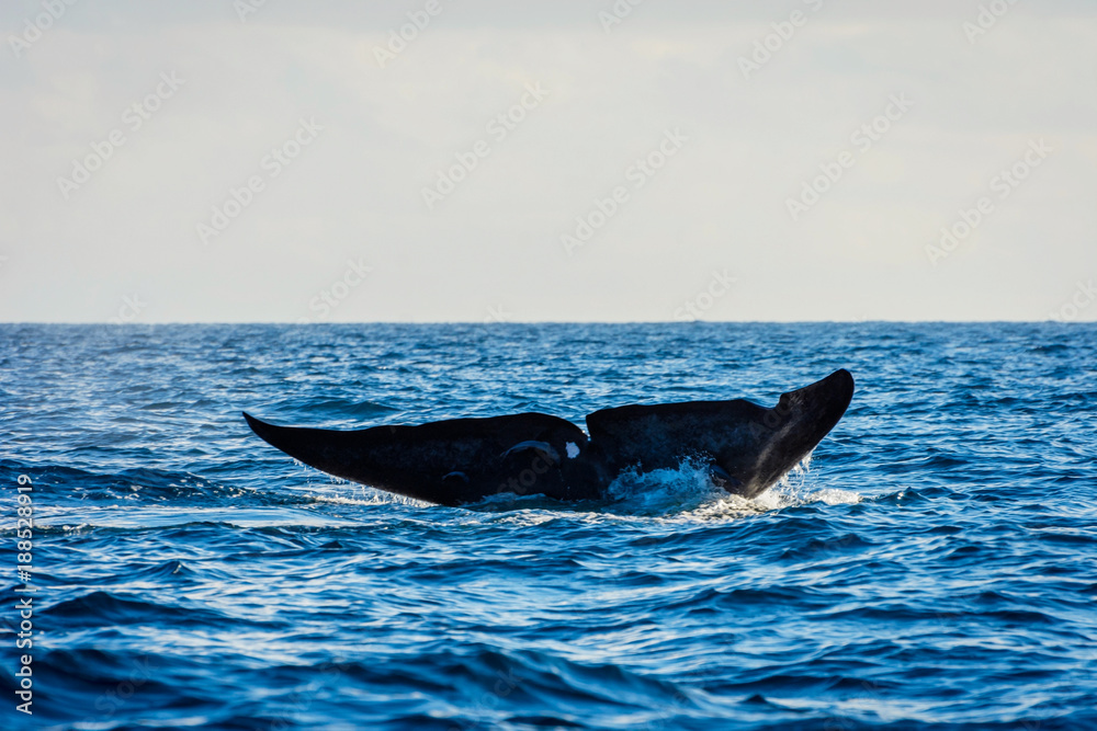 Fototapeta premium Blue whale tail