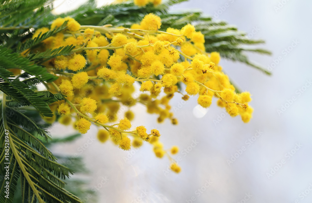 decorative beautiful sprig of Mimosa with delicate yellow flowers decorative beautiful sprig of Mimosa with delicate yellow flowers
