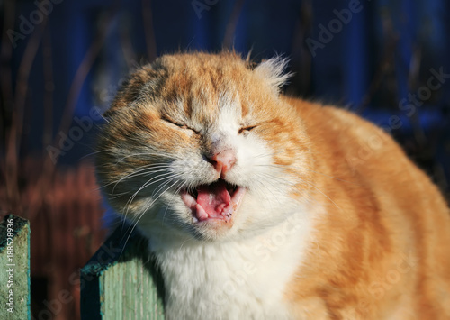 old ginger cat sings toothless mouth wide open in March sitting on the fence in the village photo