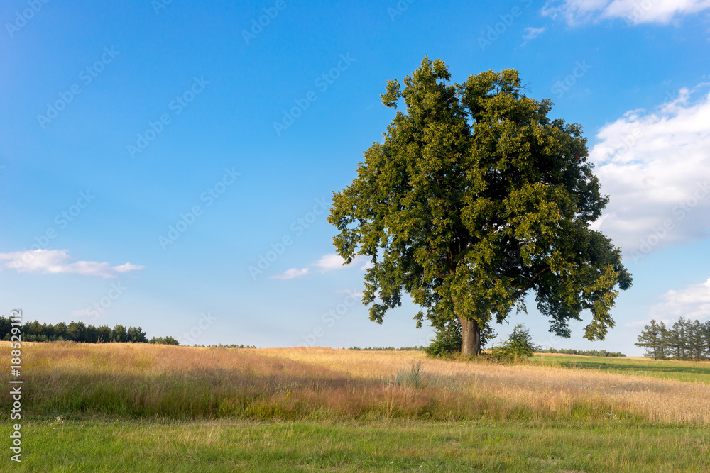 Fototapeta premium Lonely tree on the field in summer day