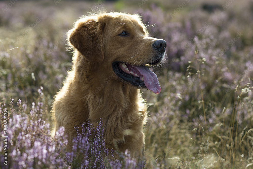Obraz premium Golden Retriever standing in purple heather. Tongue out an smiling.