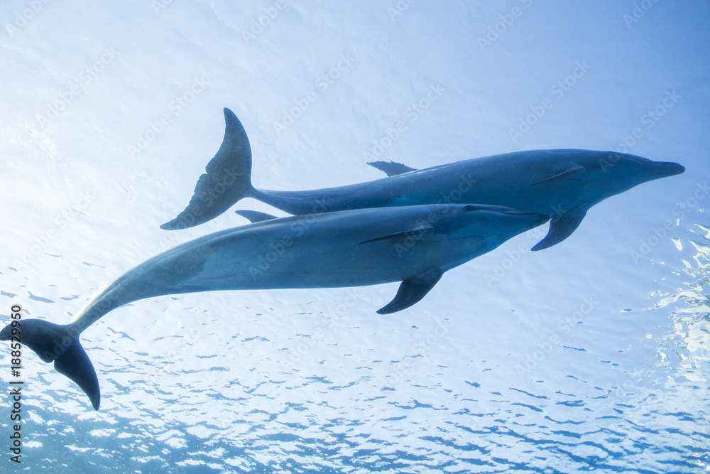 Obraz premium イルカ兄弟