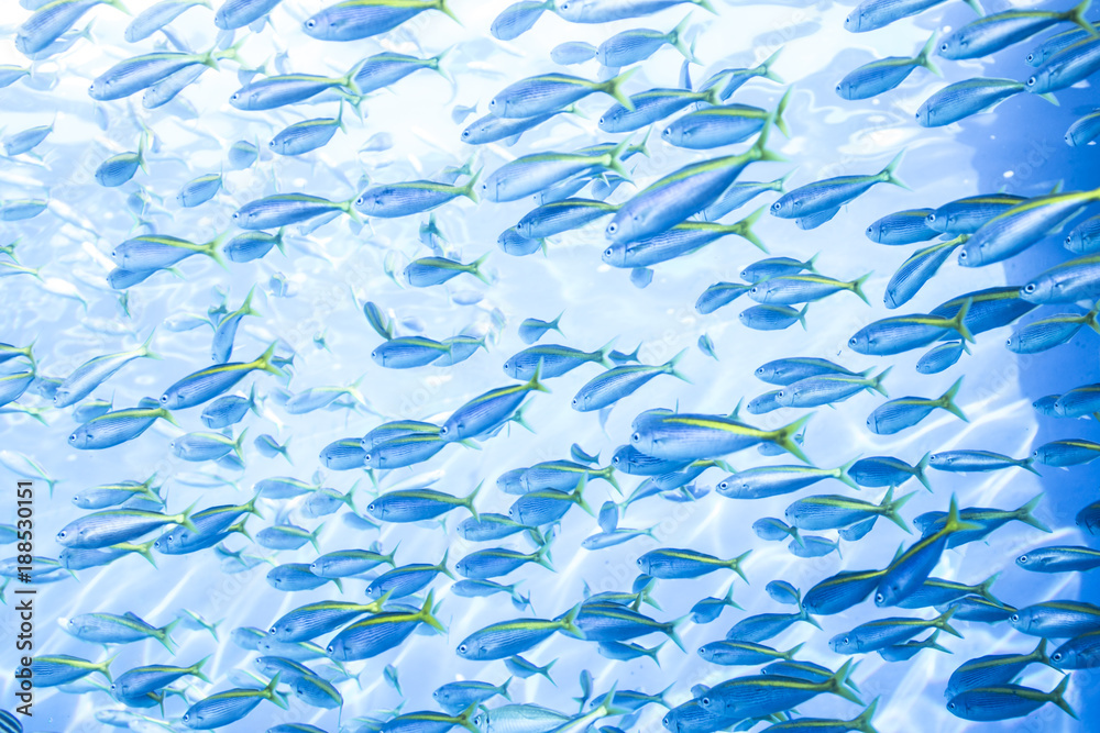 Fotografie 魚の大群
