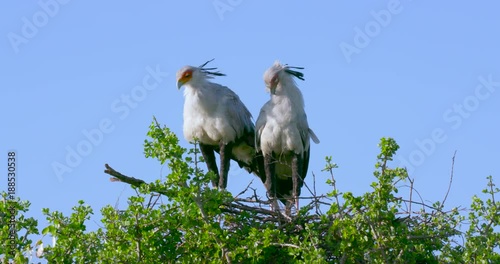 Secretarybirds On Nest; Maasai Mara Day 5; Maasai Mara, Kenya, Africa