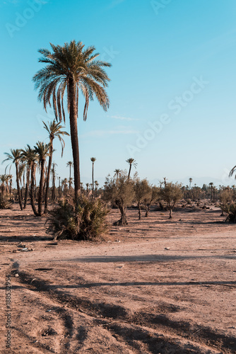 Palmeira - Marrakech © zigomo86