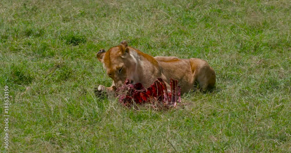 Lioness With Kill; Maasai Mara Day 2; Maasai Mara, Kenya, Africa Lioness With Kill; Maasai Mara Day 2; Maasai Mara, Kenya, Africa