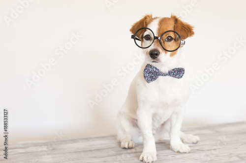 Photography cute young small white dog wearing a modern bowtie and glasses