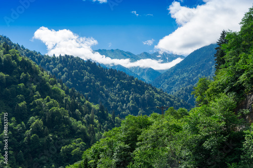 Beautiful Foggy Mountains view to Highland and Trees Pine Forest