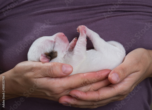 Newborn puppy of the Jack breed Russell Terrier
