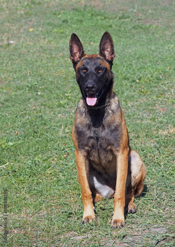 Portrait of the young  Belgian Malinois sheepdog
