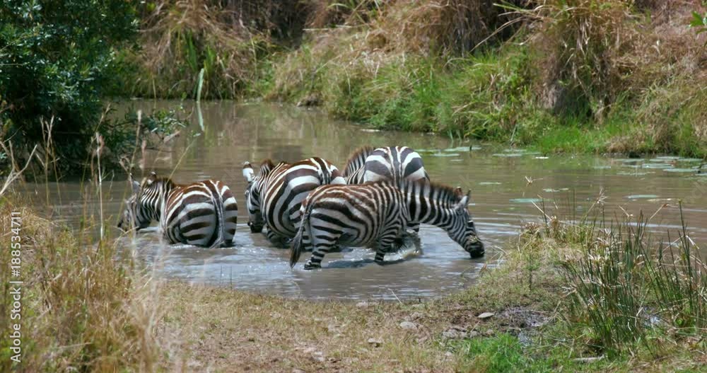 Burchell'S Zebras Drinking; Maasai Mara 7 Sept 16 Am; Maasai Mara, Kenya, Africa Burchell'S Zebras Drinking; Maasai Mara 7 Sept 16 Am; Maasai Mara, Kenya, Africa