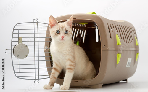 young kitten on a white background with an animal carrier.