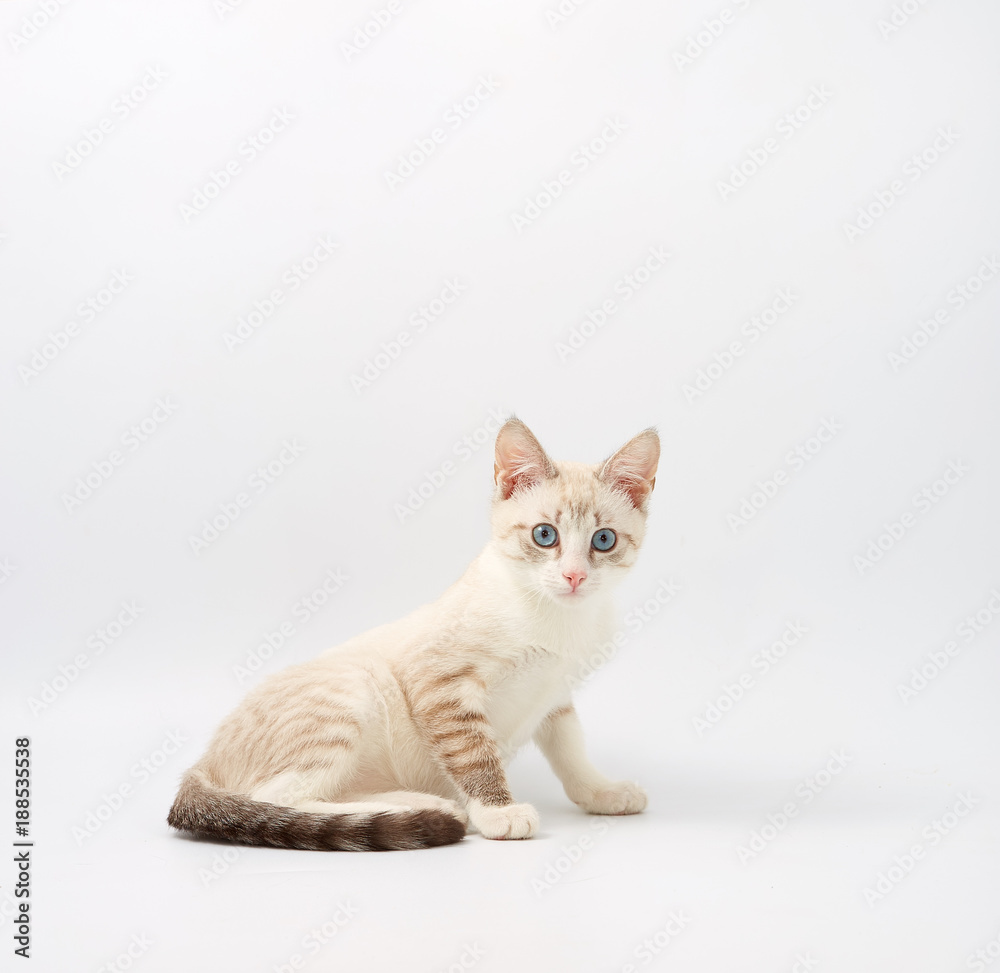 young beautiful kitten isolated on white background.