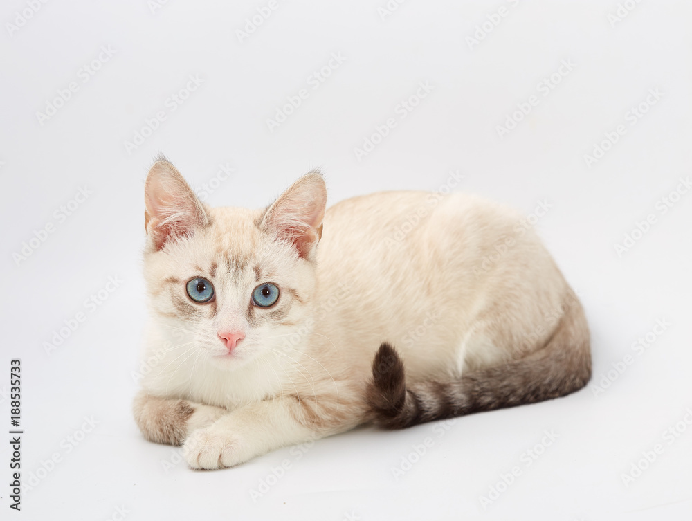young beautiful kitten isolated on white background.