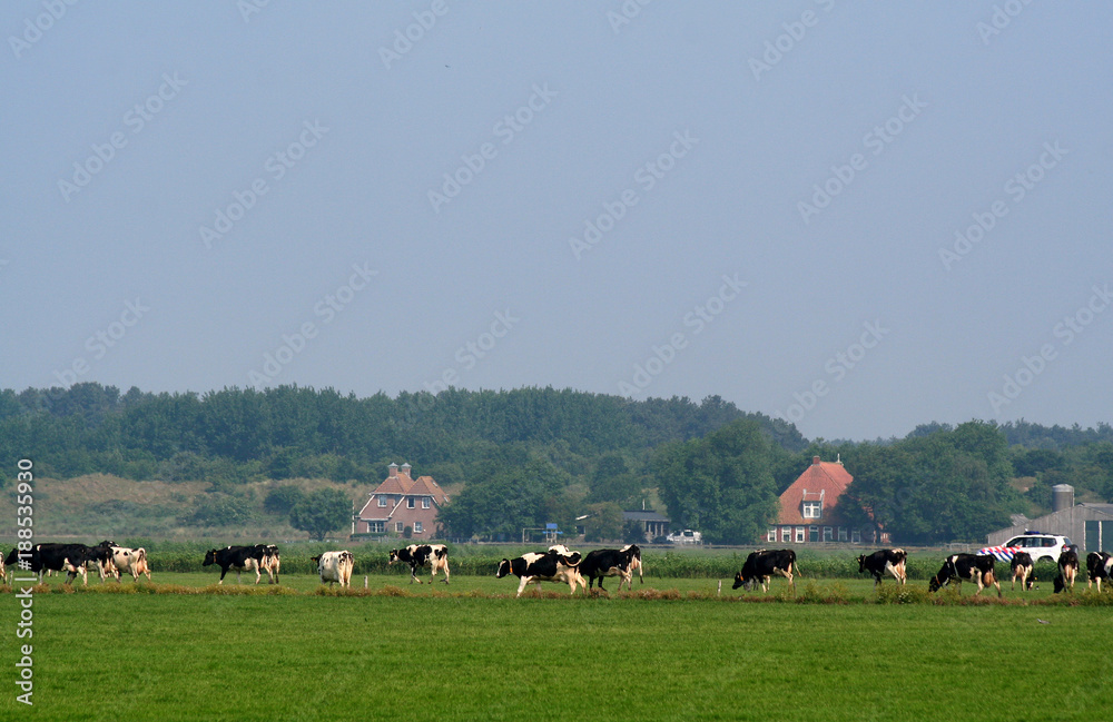 Landscape of the isle of Schiermonnikoog