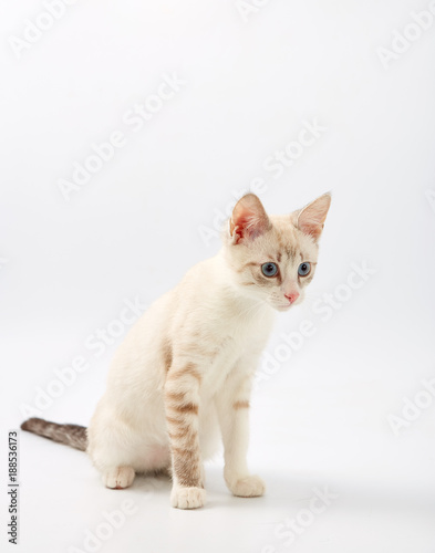 young beautiful kitten isolated on white background.