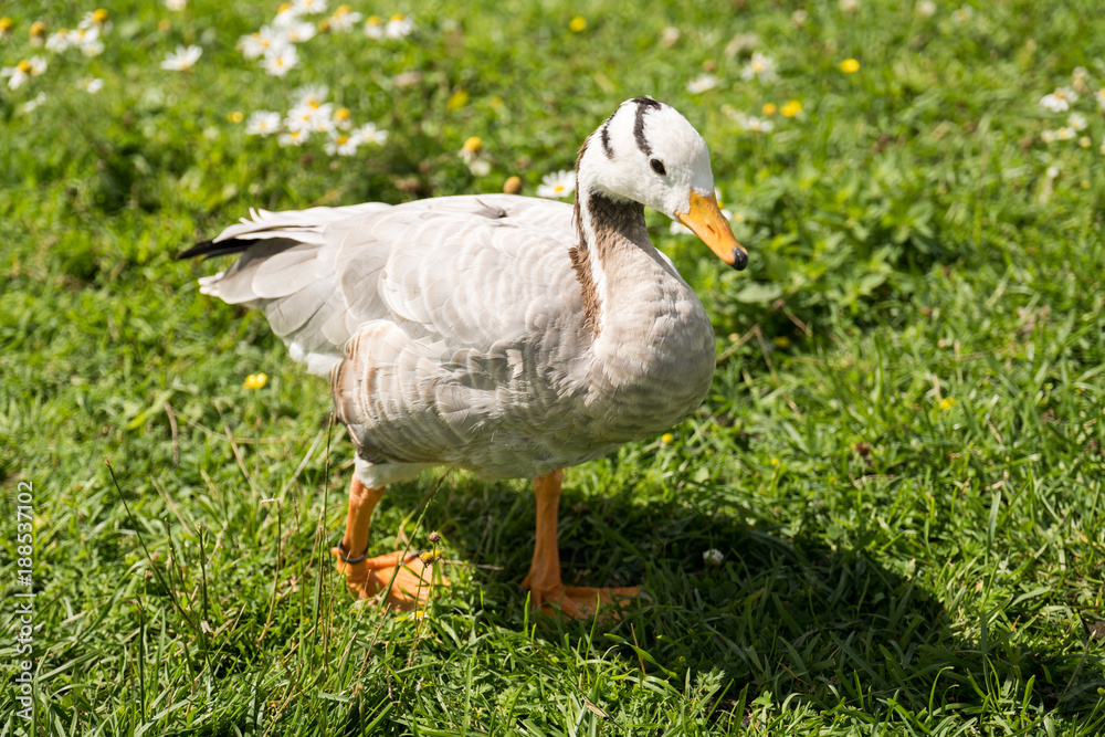 Duck in the meadow Duck in the meadow