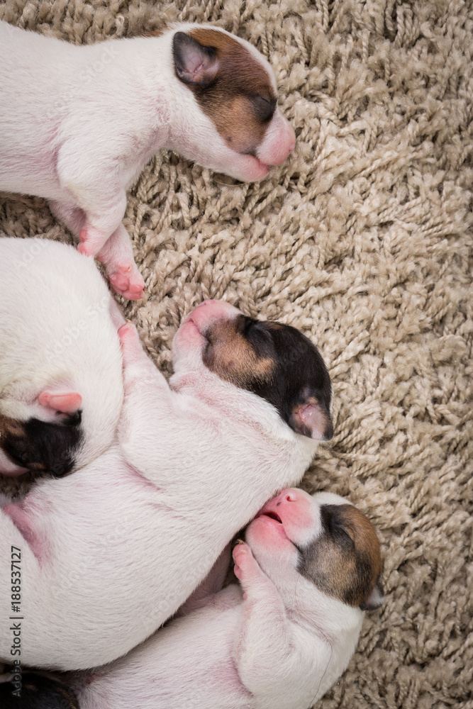 newborn puppies breed jack russel terrier sleeping newborn puppies breed jack russel terrier sleeping