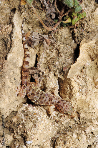 Europäischer Halbfinger (Hemidactylus turcicus) - Mediterranean house gecko