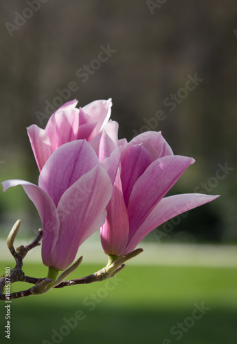 Beautiful Pink Magnolia Blossom in Full Bloom