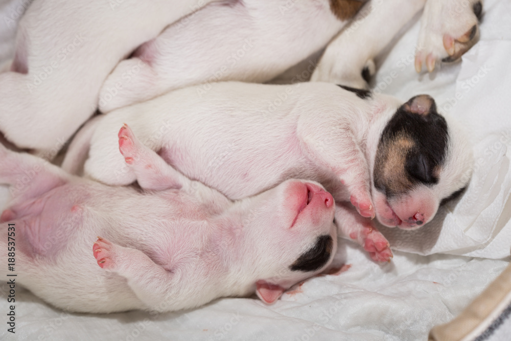 newborn puppies breed jack russel terrier sleeping newborn puppies breed jack russel terrier sleeping
