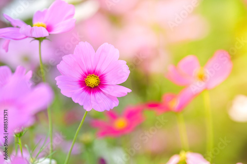 Pink cosmos flower in cosmos field. © Chatchai