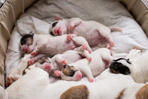 Fototapeta Naklejka Na Ścianę i Meble -  newborn puppies breed jack russel terrier sleeping