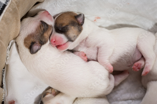 newborn puppies breed jack russel terrier sleeping © Evgenia Tiplyashina
