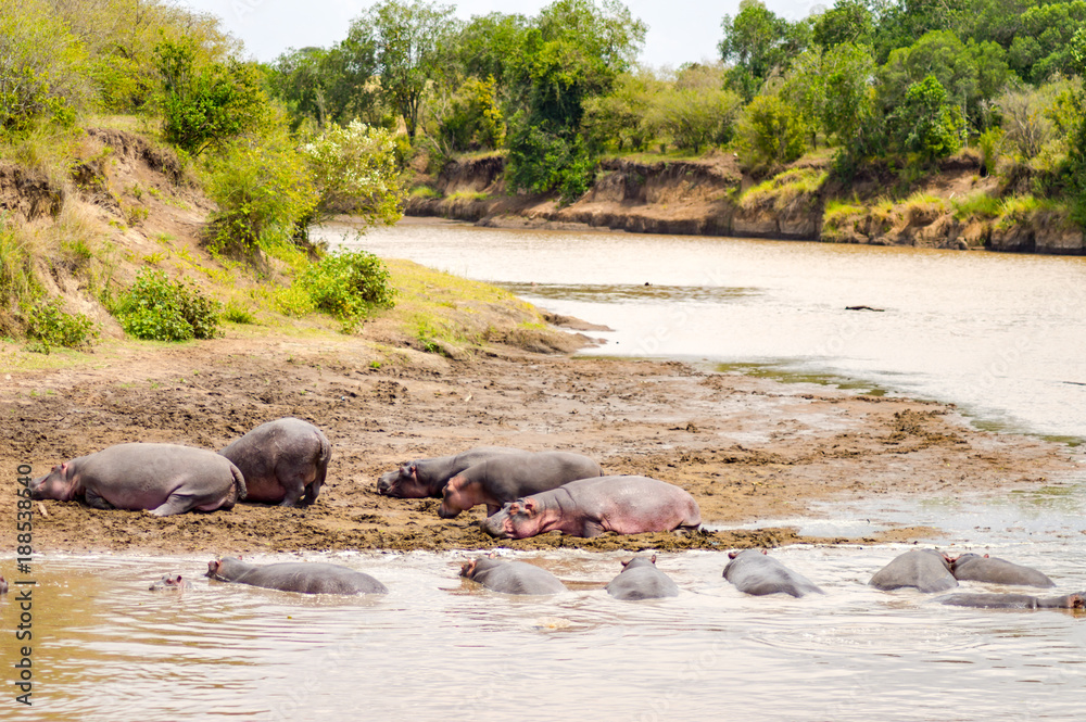 Herds of hippopotamuses in the Mara River of Masai Mara Park in North West Kenya Herds of hippopotamuses in the Mara River of Masai Mara Park in North West Kenya