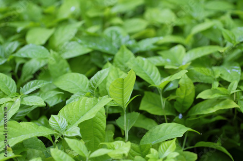 Wallpaper Mural green leaves background Torontodigital.ca