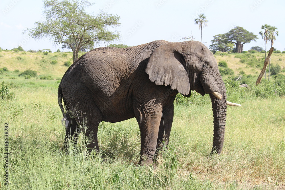 Elephant standing in a field