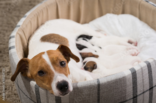 dog feeds the puppies, Jack Russell Terrier