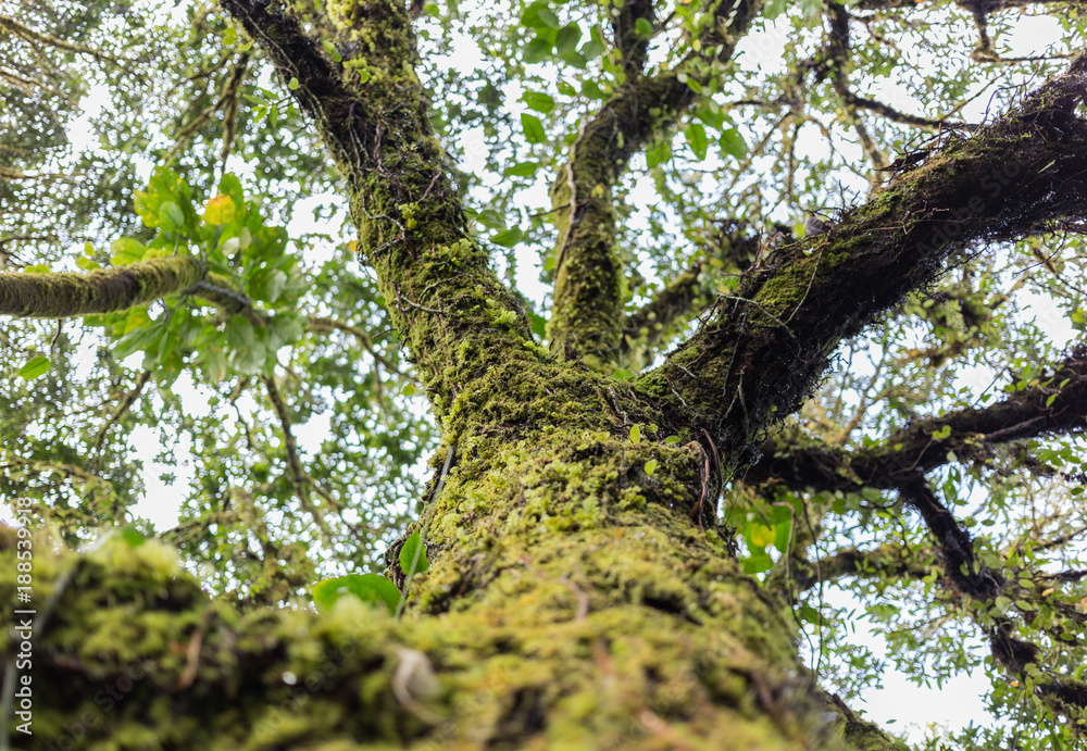 Fototapeta premium Looking up a giant moss tree in a rainforest with bokeh on the background, thailand