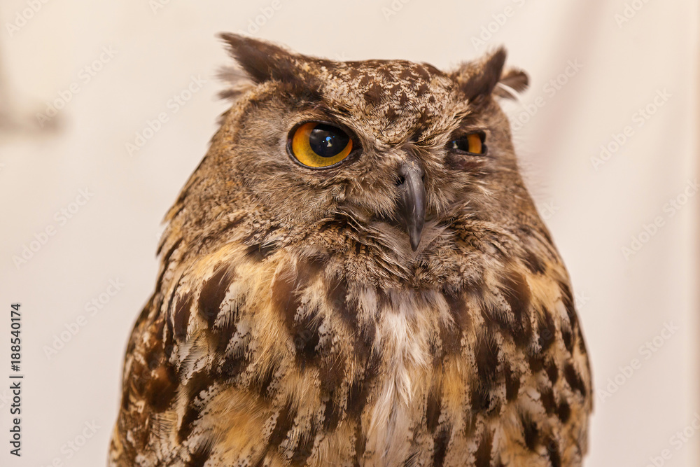 Owl on white background with yellow eyes. Owl in the white background. Owl on white background with yellow eyes. Owl in the white background.