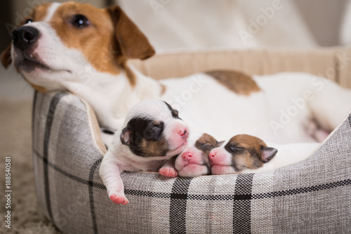 Fototapeta Naklejka Na Ścianę i Meble -  dog feeds the puppies,  Jack Russell Terrier