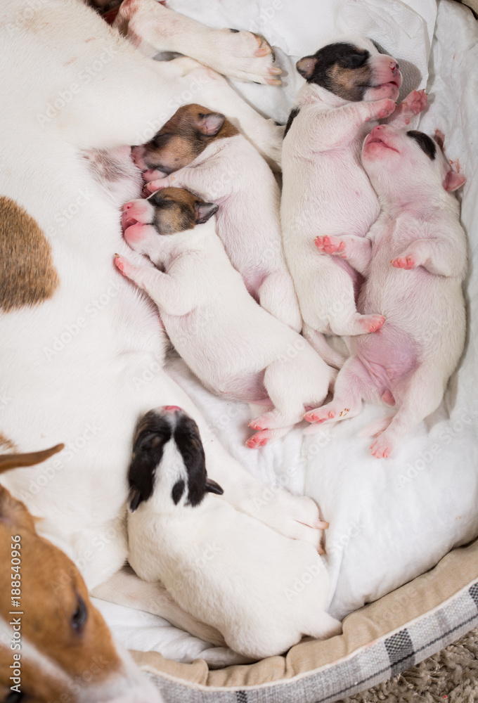 dog feeds the puppies, Jack Russell Terrier dog feeds the puppies, Jack Russell Terrier