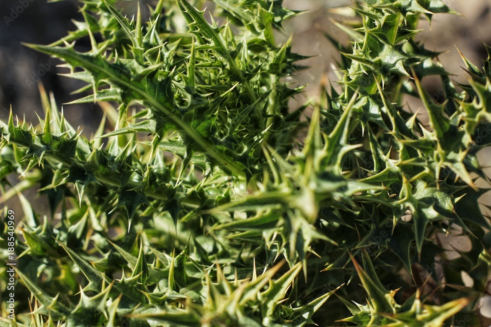 Obraz premium Silybum Marianum plant in the mountain