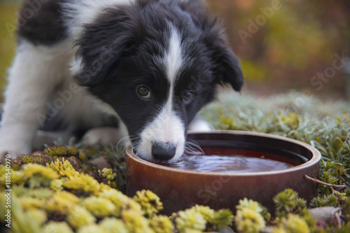 puppy border collie in autumn drinks from a bowl